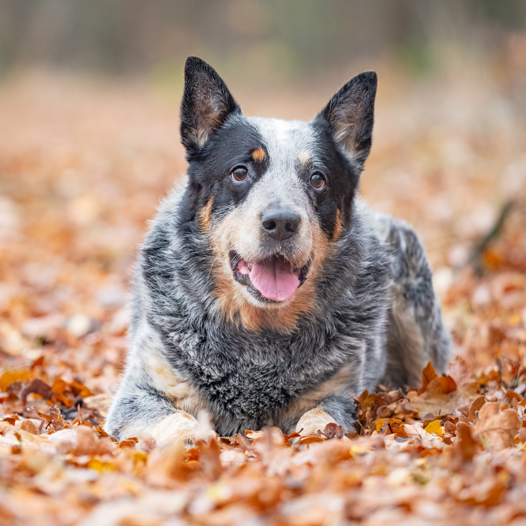 The Autumn Fluff: Preparing Your Dog's Coat for Cooler Weather