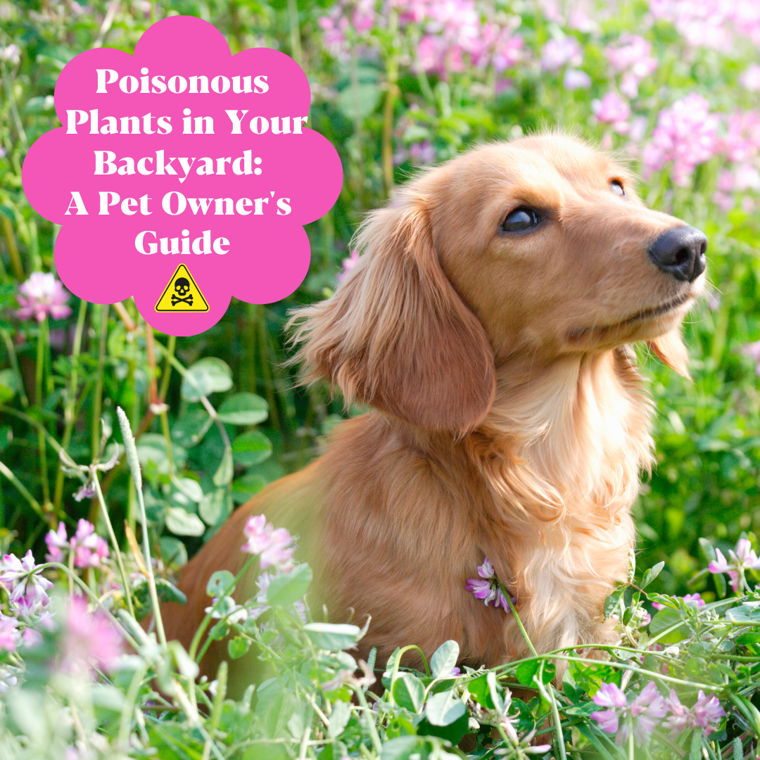 Toxic Blooms: A Pet Owner's Guide to Garden Safety
