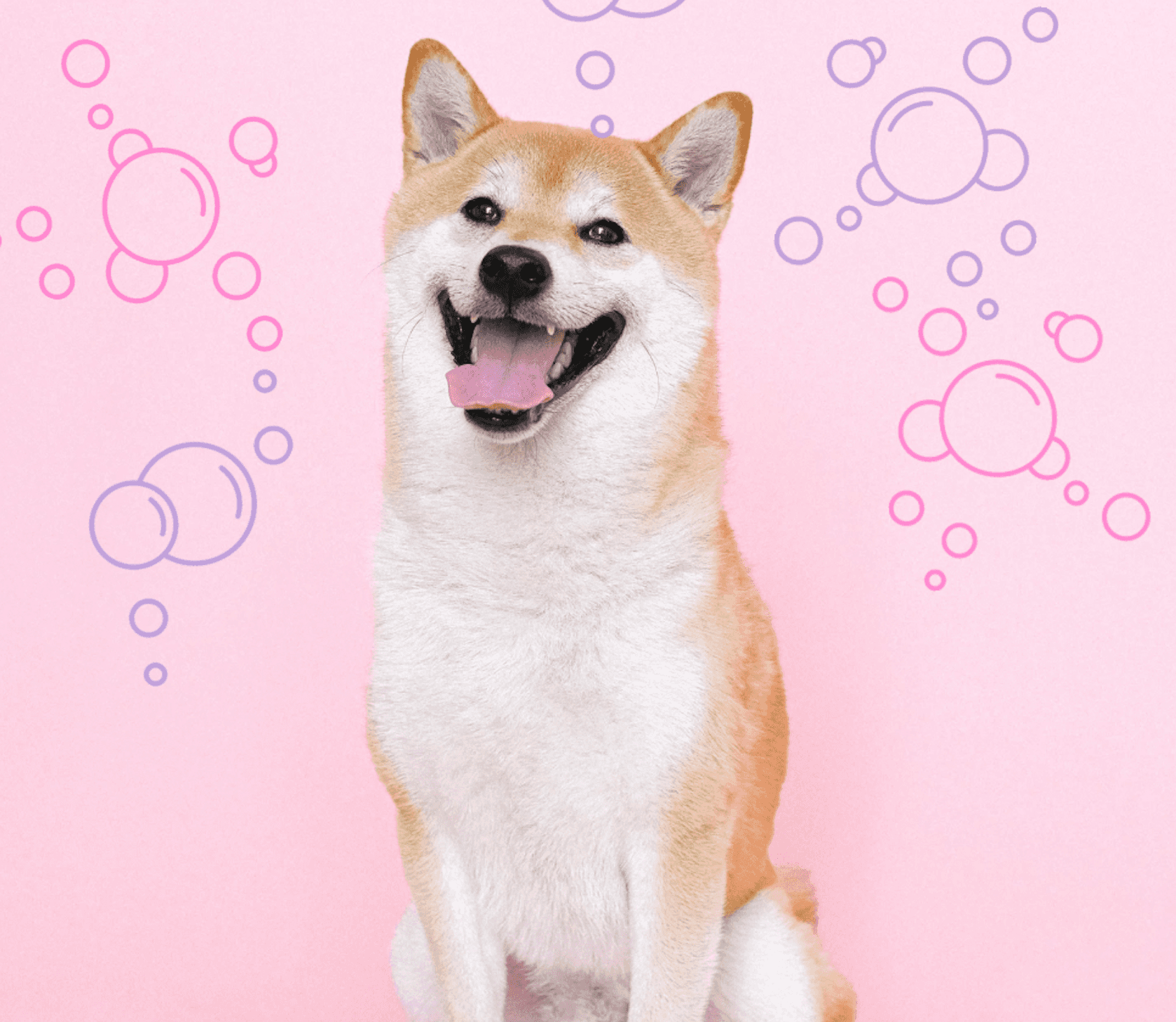The Best Eco-Friendly Dog Grooming Products