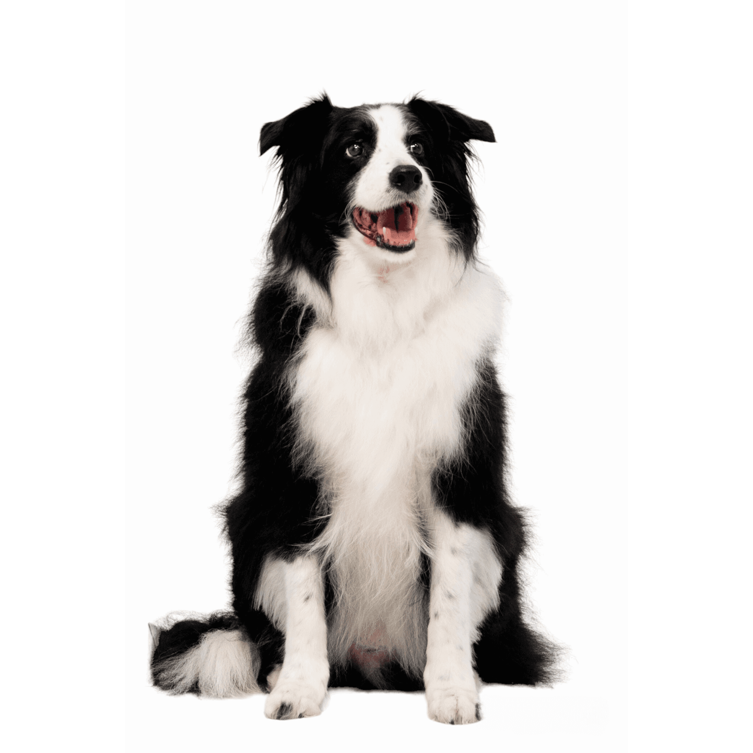 Happy Black and White Border Collie dog