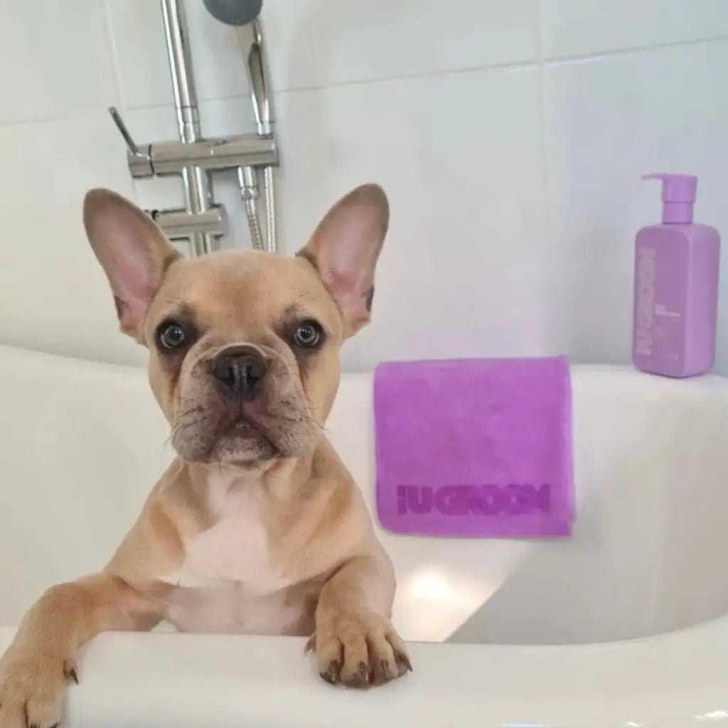 Dog Shampoo & Towel