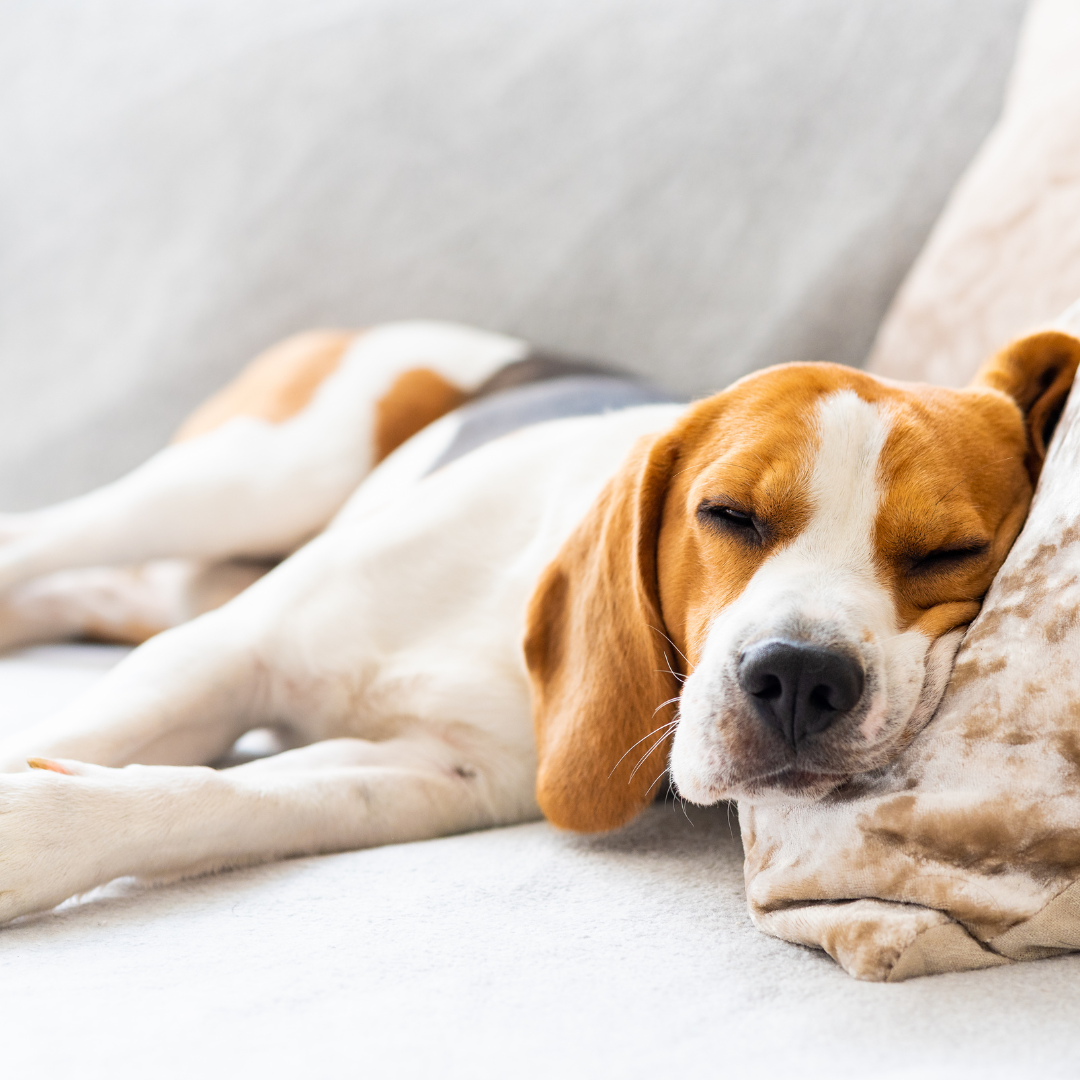 The Adorable Truth About Dog Dreams: What's Really Going On While They Sleep