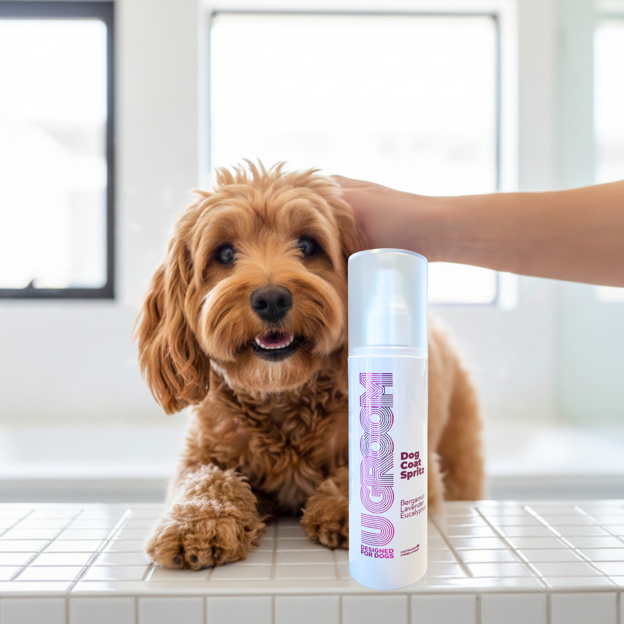 Cavoodle dog with bottle of U Groom dog coat spritz detangler 