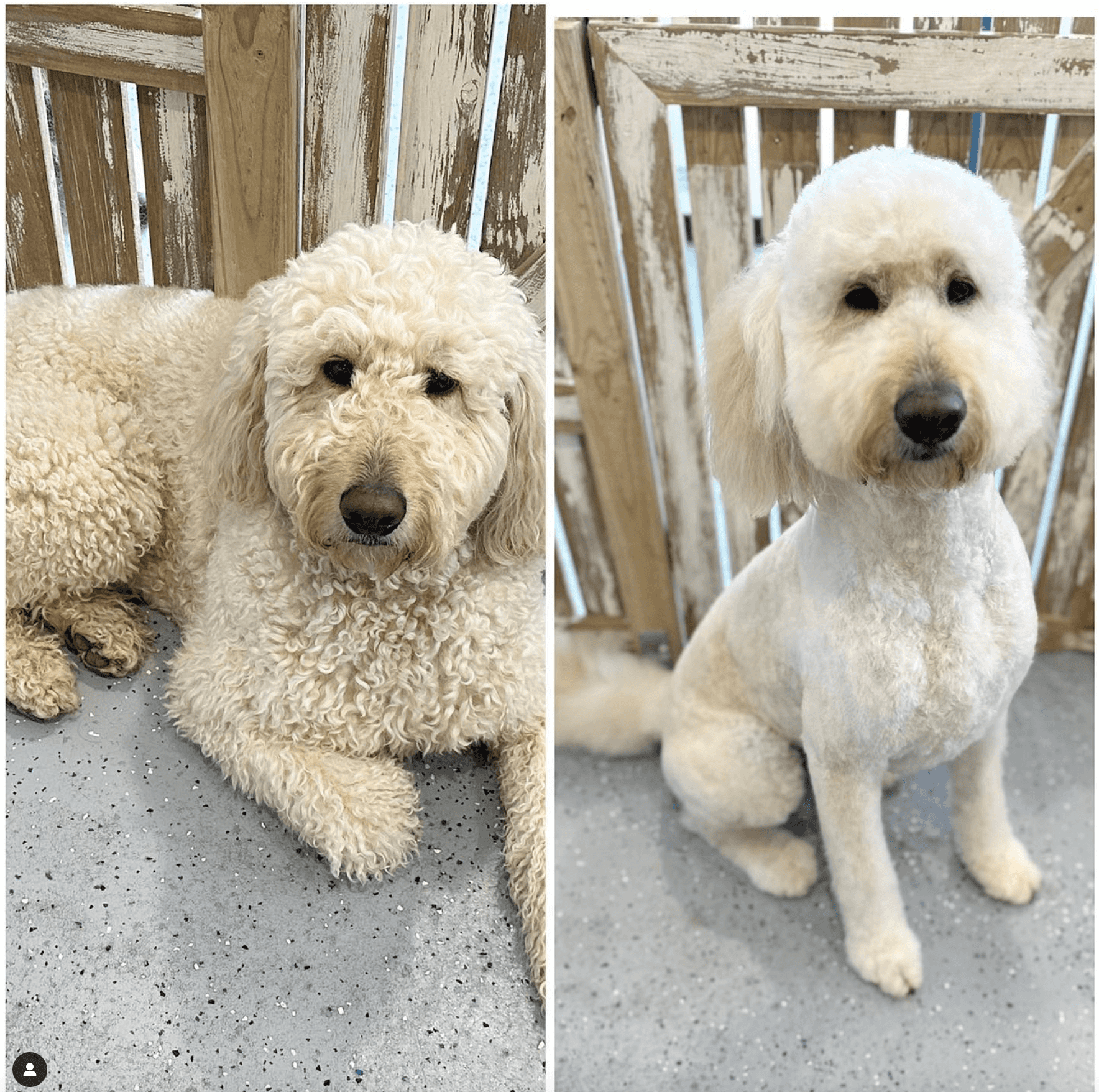 labradoodle groom