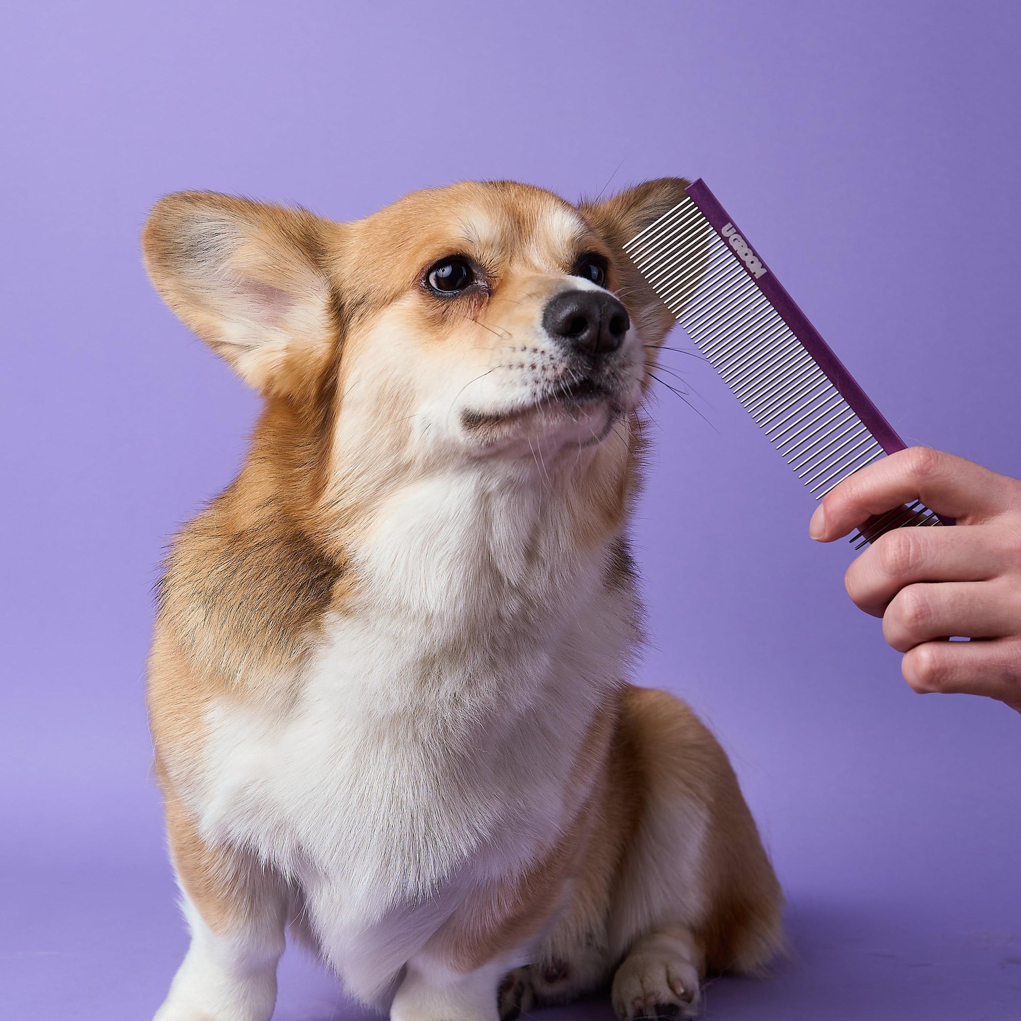 Dog Drying Towel & Comb Combo