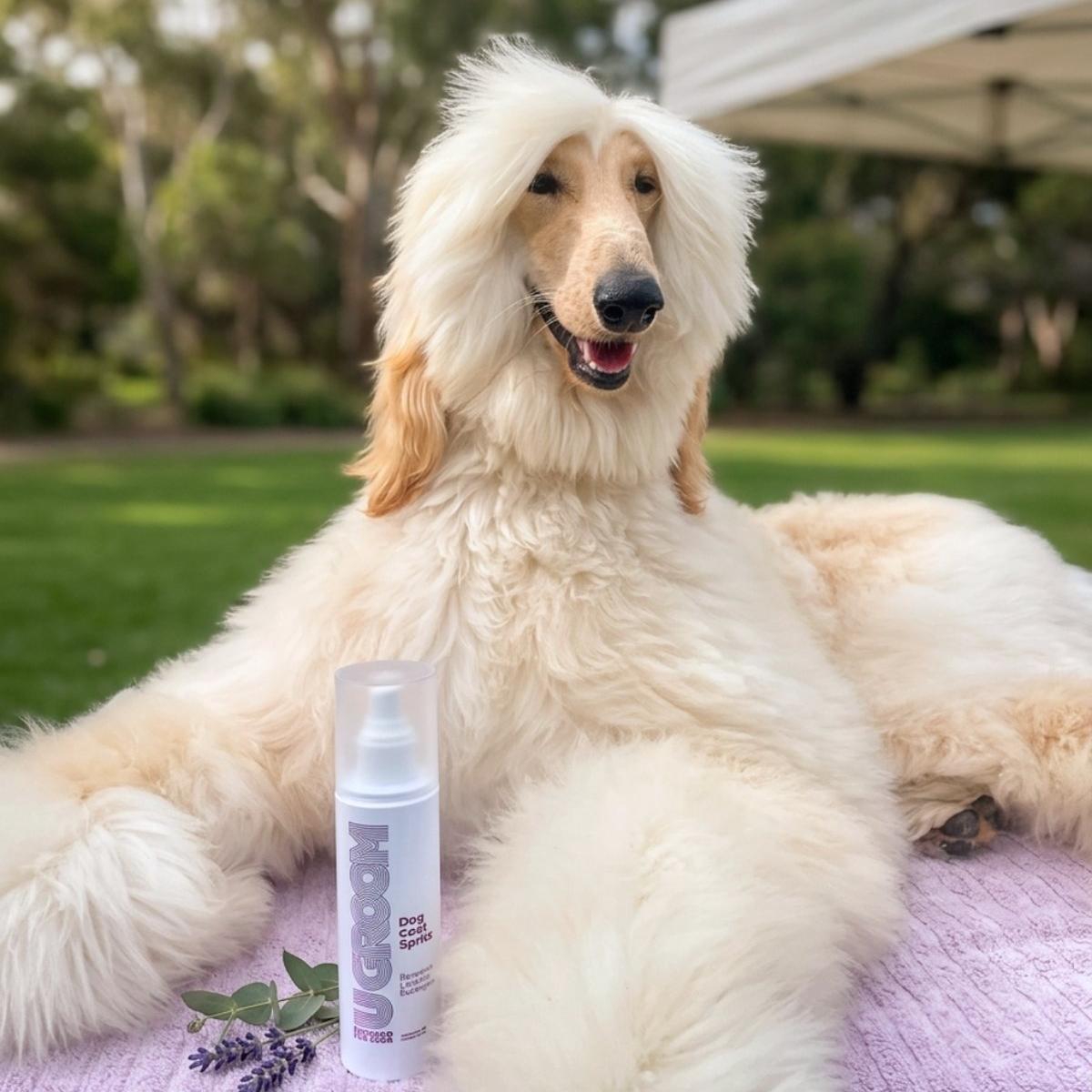 Dog with a freshly groomed coat beside U GROOM Dog Coat Spritz