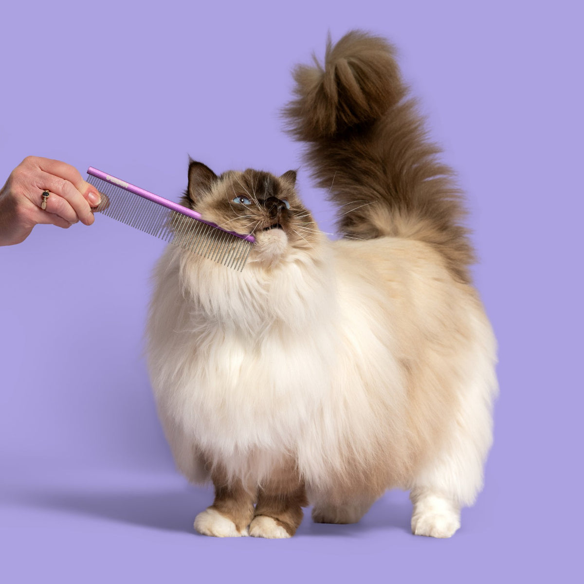 Ragdoll cat being combed with the U GROOM Dog & Cat Comb