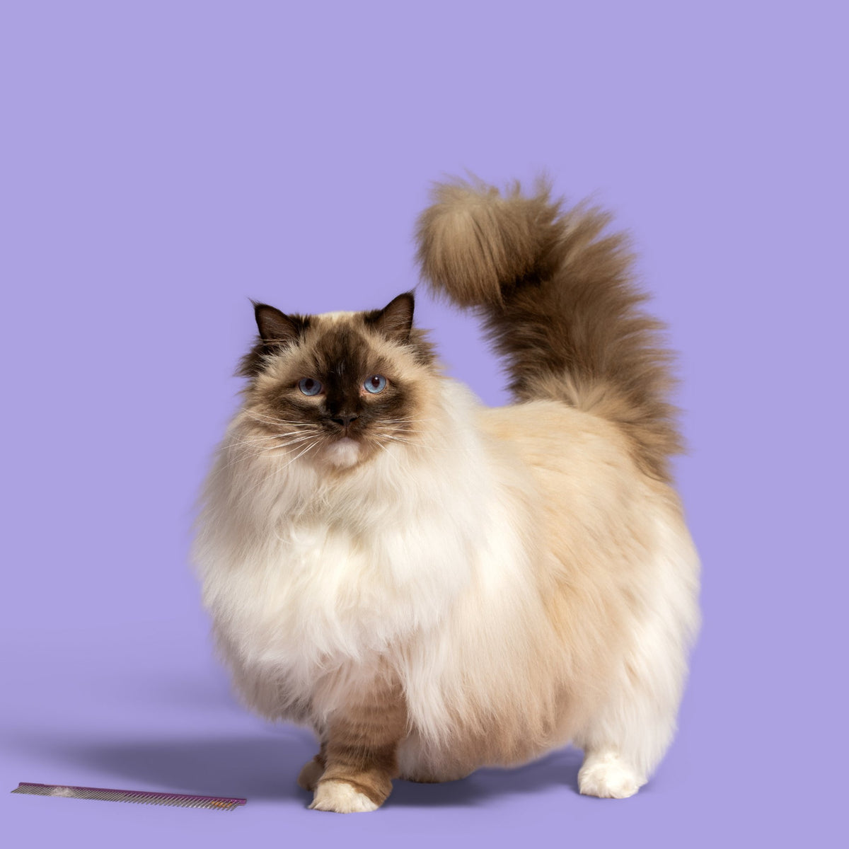 U GROOM Dog & Cat Comb lying on a lilac backdrop beside a fluffy Ragdoll cat