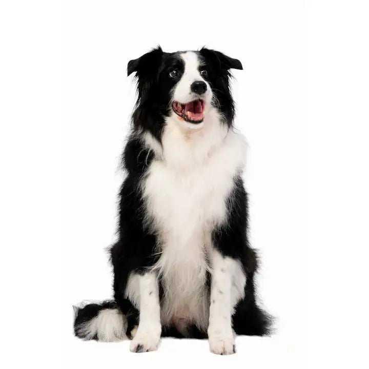 u groom dog conditioner