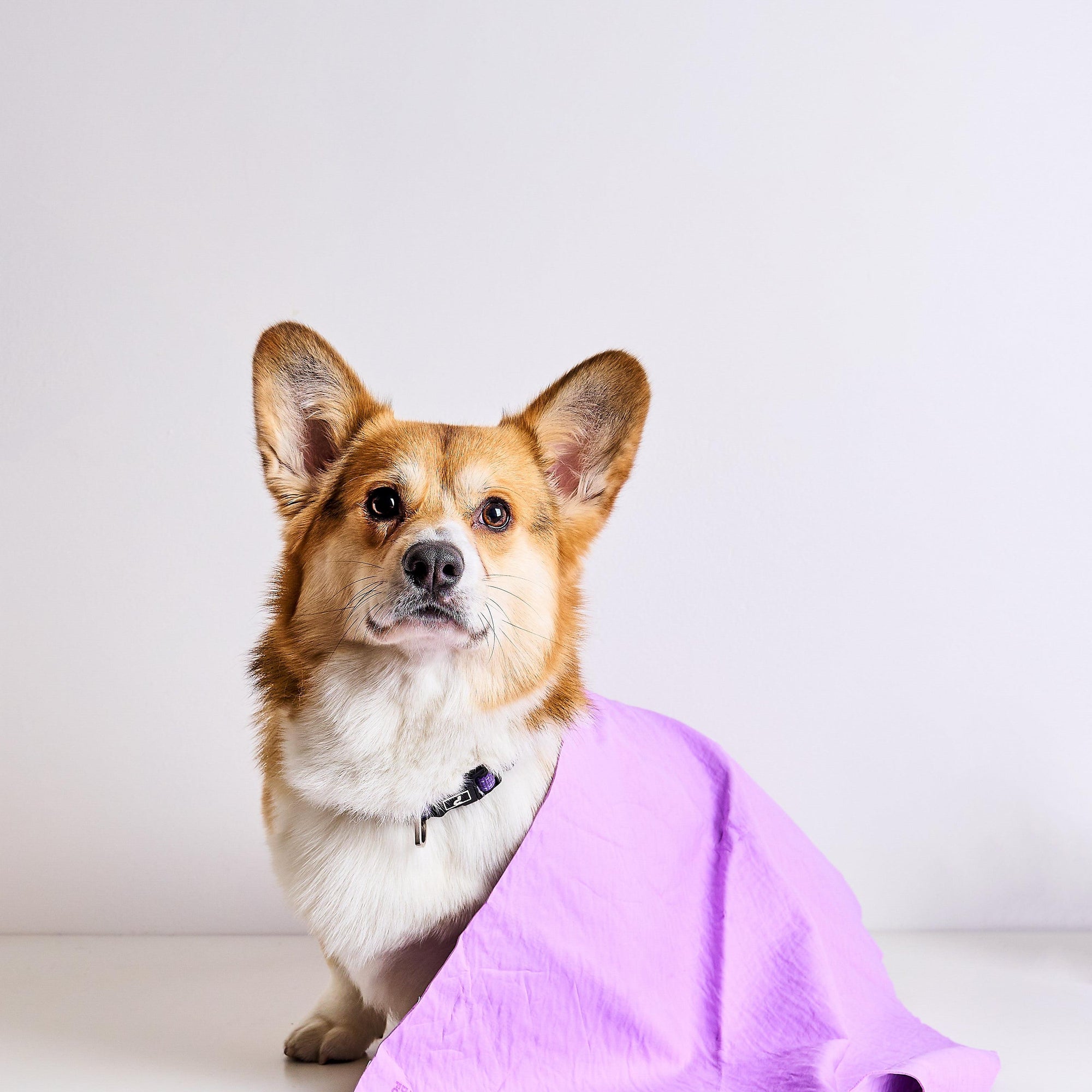 Dog Drying Towel & Comb Combo
