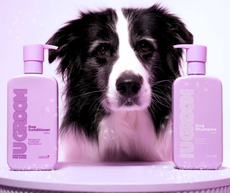 border collie with ugroom pet care